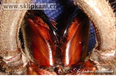 Chilobrachys_sp. Guangxiensis